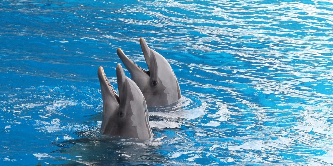 Передвижной дельфинарий за 39 миллионов появится в Сочи к августу