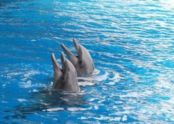 Передвижной дельфинарий за 39 миллионов появится в Сочи к августу