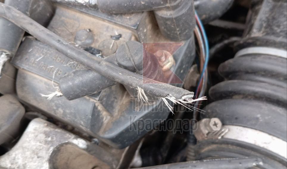 В Краснодаре крысы устроили мини-роддом в припаркованном автомобиле