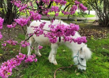 В Сочи раскрылось Иудово дерево перед Пасхой