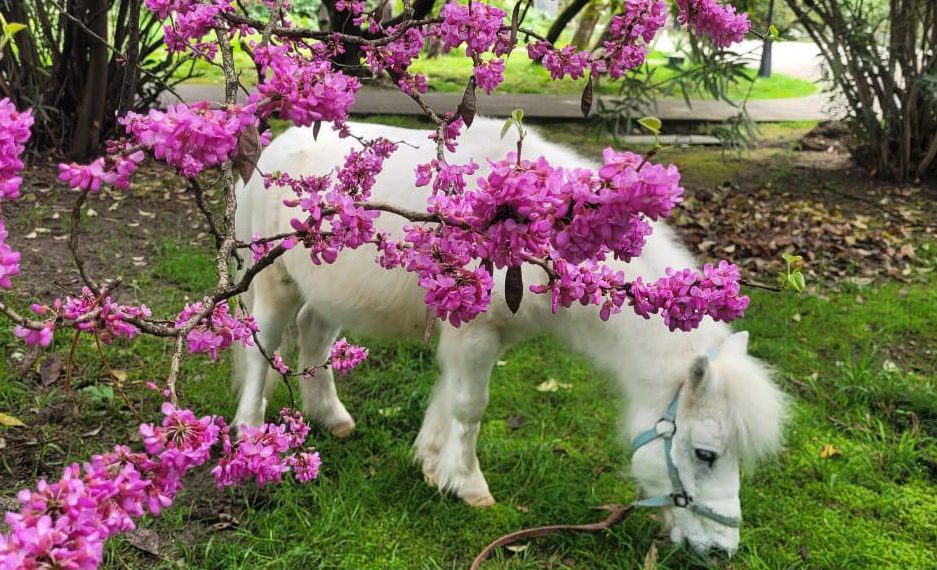 В Сочи раскрылось Иудово дерево перед Пасхой