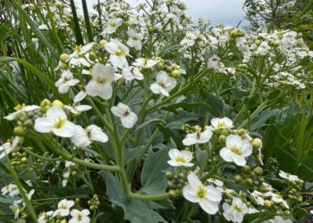 В Сочи зацвел редкий краснокнижный катран — «морская капуста» со вкусом спаржи