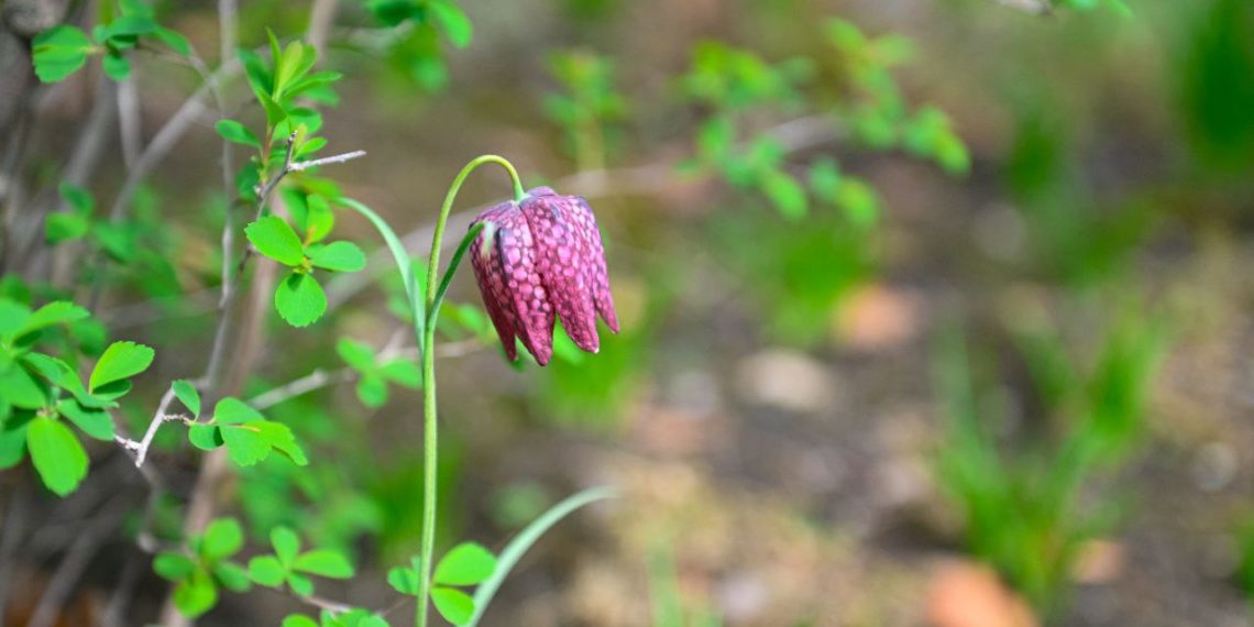 В Краснодарском Японском саду расцвели загадочные «шахматные» цветы