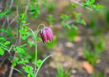 В Краснодарском Японском саду расцвели загадочные «шахматные» цветы