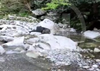 В реке Псахо в Сочи заметили разлагающийся труп коровы