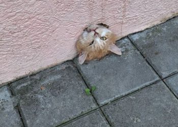 В Новороссийске спасли застрявшего в заборе кота