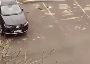 В Краснодаре крысы прячут собачью еду в автомобилях