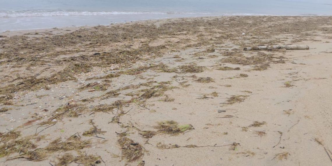 В Анапе обнаружили новые выбросы мазута 23 апреля