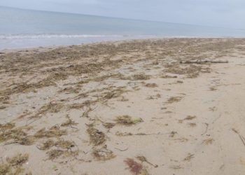 На Кубани собрали более 156 тысяч тонн загрязненного мазутом песка