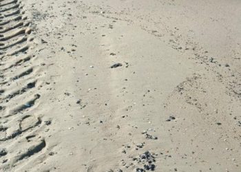 В Анапе зафиксировали новые выбросы мазута 10 апреля