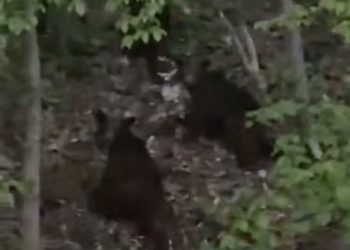 Около дороги в Сочи заметили сразу четырех медведей