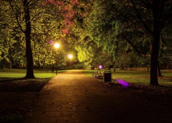 В Сочи в 12 раз увеличат площадь зеленых насаждений