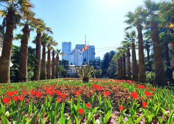 Прошунин: в Сочи высадят 330 тысяч сезонных цветов к маю 2025 года