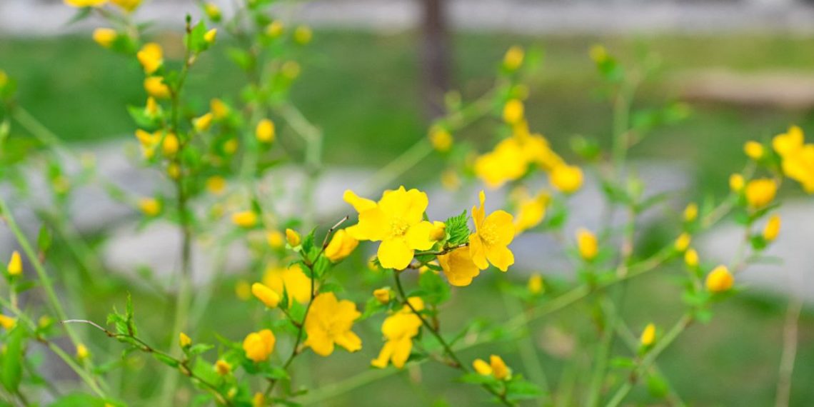 В Краснодаре пасхальная роза оживила весенний Японский сад