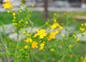 В Краснодаре пасхальная роза оживила весенний Японский сад
