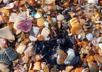 Новые пятна мазута обнаружены на побережье Анапы