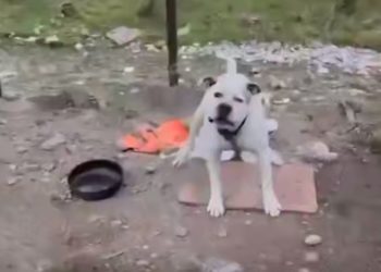 Полиция заинтересовалась брошенной на несколько дней агрессивной собакой в Сочи