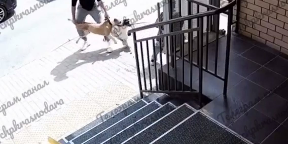 В Краснодаре пса били гаечным ключом, чтобы он отпустил мертвую собаку