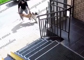 В Краснодаре пса били гаечным ключом, чтобы он отпустил мертвую собаку