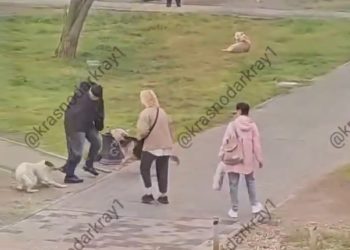В Краснодаре бродячие собаки напали на мужчину
