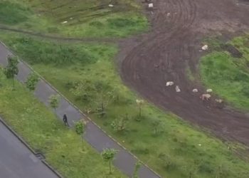 В Краснодаре стая бродячих собак нападает на школьников