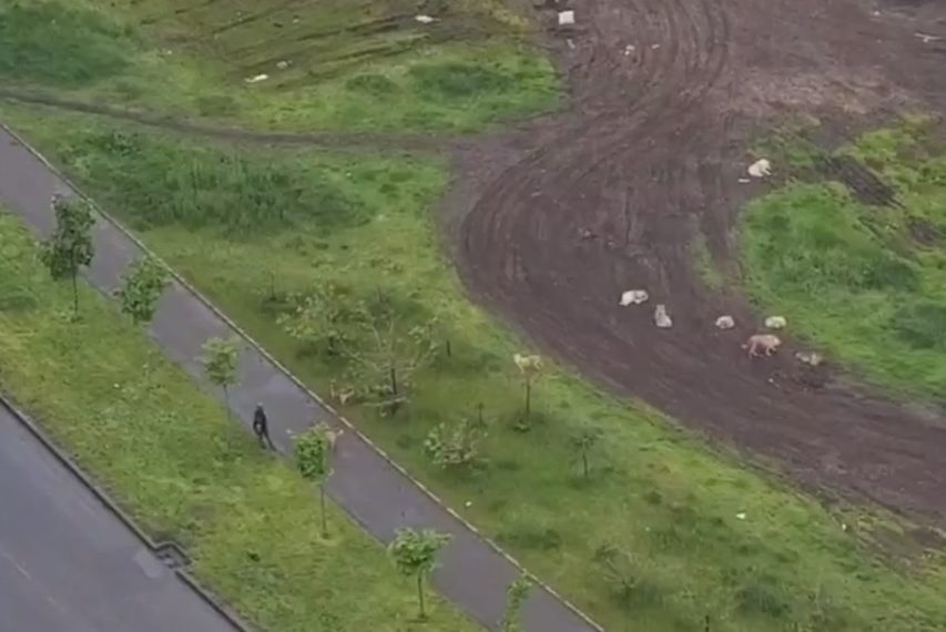 В Краснодаре стая бродячих собак нападает на школьников