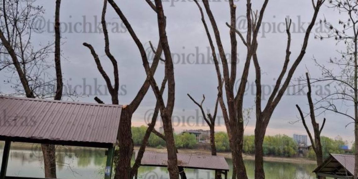 Краснодарцы в шоке от радикальной обрезки деревьев: «Делают из города пустыню!»