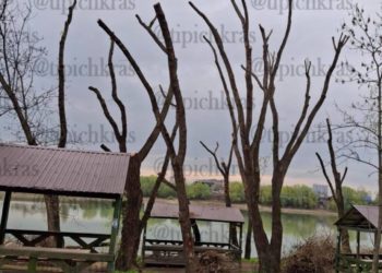 Краснодарцы в шоке от радикальной обрезки деревьев: «Делают из города пустыню!»