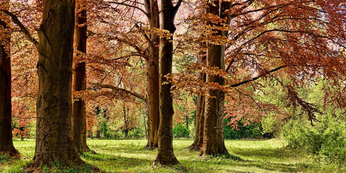 В Сочи дендропарк «Южные Культуры» начал работать по летнему расписанию