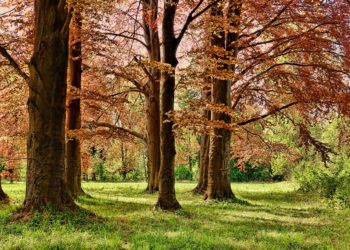 В Сочи дендропарк «Южные Культуры» начал работать по летнему расписанию