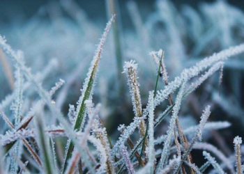 Погода в Краснодарском крае на вторник 29 апреля: заморозки и порывистый ветер