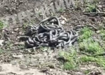 В Краснодарском крае сняли на видео гигантский клубок змей