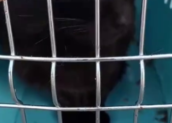 Турецкий кот-путешественник на 3 месяца застрял в морском порту Новороссийска из-за беспечности кожаных