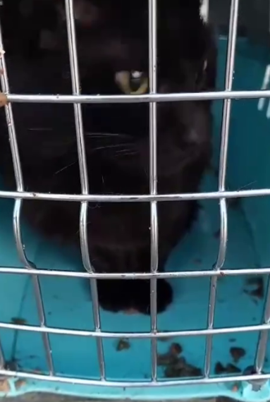 Турецкий кот-путешественник на 3 месяца застрял в морском порту Новороссийска из-за беспечности кожаных