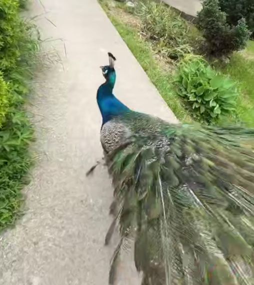 «Вам тут не рады»: в Сочи на посетителя чайных плантаций напал павлин