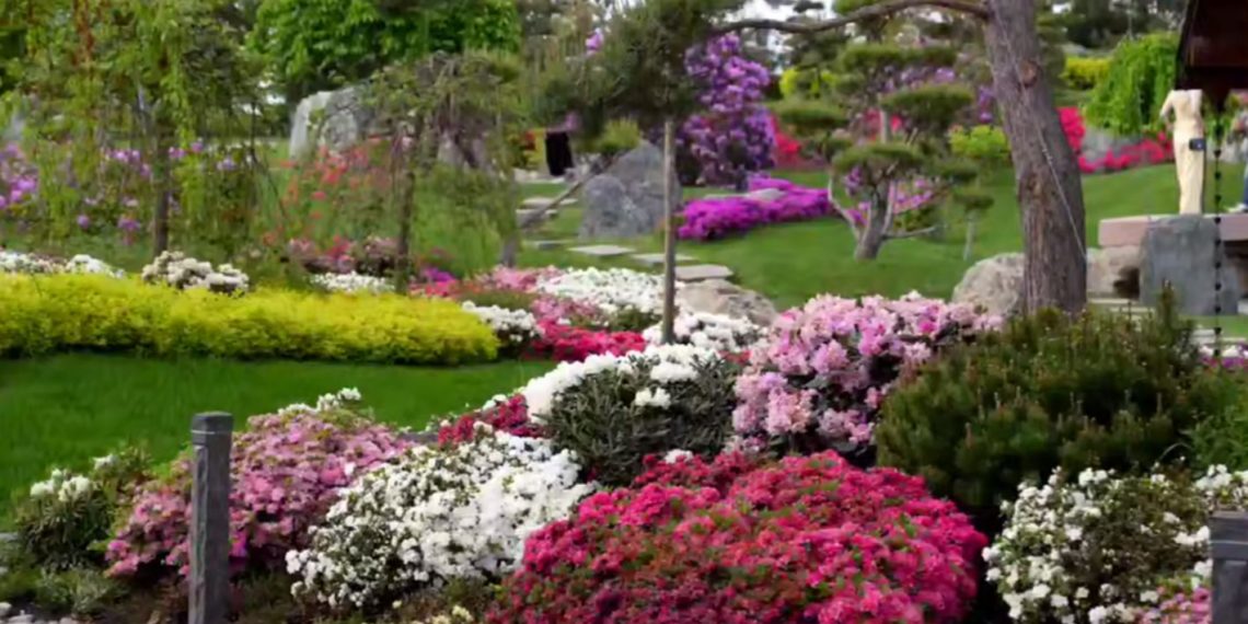 В парке «Галицкого» расцвел рододендрон: яркие краски весны 2025 года