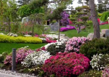 В парке «Галицкого» расцвел рододендрон: яркие краски весны 2025 года