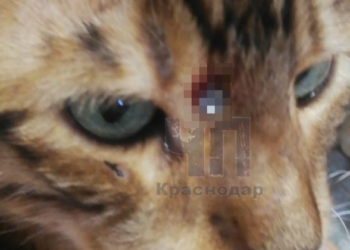 В Краснодарском крае неизвестный жестоко ранил кота из пневматического оружия