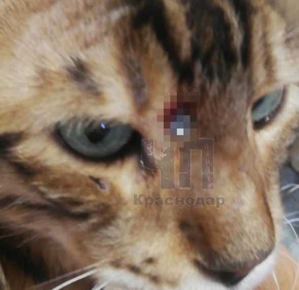 В Краснодарском крае неизвестный жестоко ранил кота из пневматического оружия