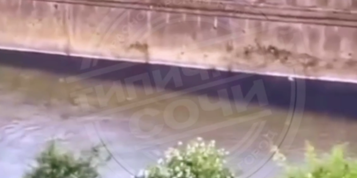 В Дагомысе в результате слива синей жижи в реку погибла рыба