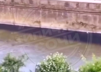 В Дагомысе в результате слива синей жижи в реку погибла рыба