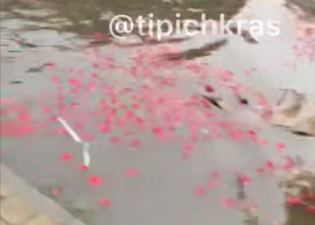 Мощный дождь смыл торговую точку с клубникой в Краснодаре