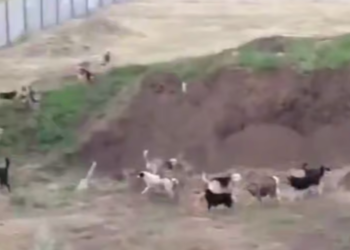 Краснодар в панике: стая из 27 одичавших собак терроризирует жителей ЖК