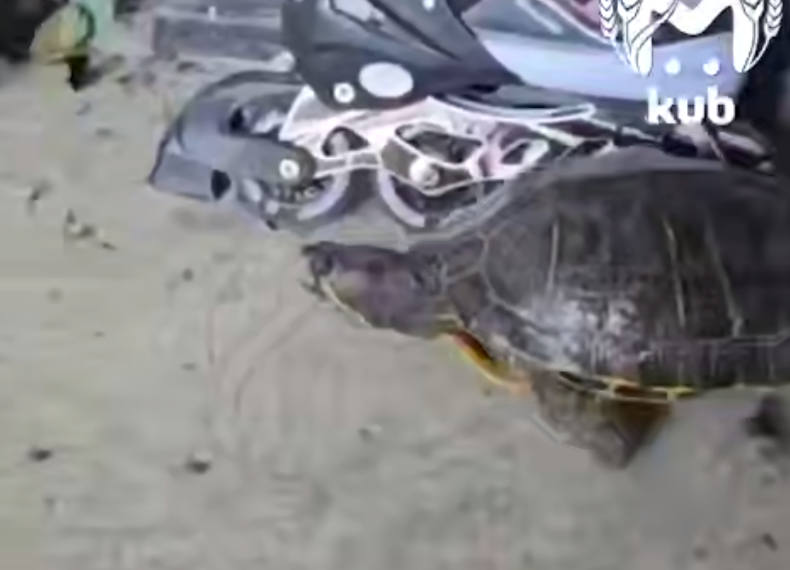 В посёлке Краснодара семья обнаружила неожиданного гостя — быструю черепаху