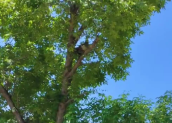 Цесарка из Ботанического сада устроила переполох в детской больнице Краснодара