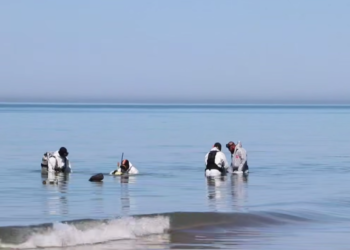 В Анапе за день со дна подняли 88 мешков загрязненного грунта