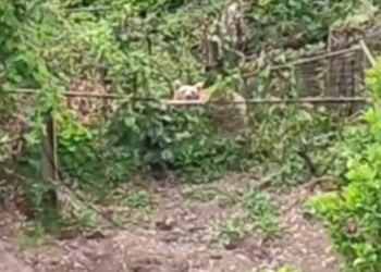 Молодой медведь наведался в сочинское село Верхний Юрт в поисках угощения