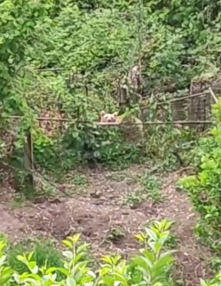 Молодой медведь наведался в сочинское село Верхний Юрт в поисках угощения