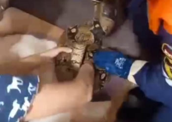 Дошло до крови: в Новороссийске удав придушил свою хозяйку