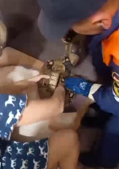 Дошло до крови: в Новороссийске удав придушил свою хозяйку